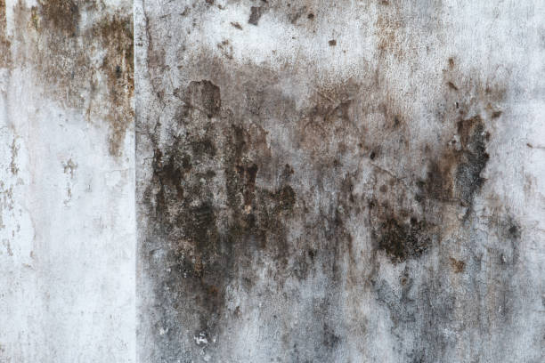 Asbestos and Lead Testing During Mold Inspection in Heavener, OK